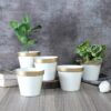 Darla Dose Planter - Set Of Five
