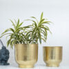 Edo Hammered Golden Planter (Gold) - Set Of Two