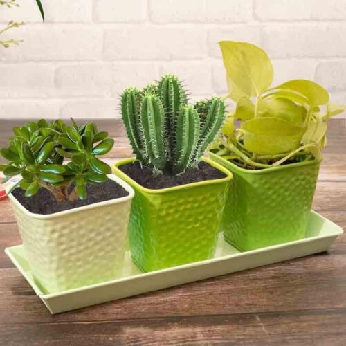 Herbster Planter - Set Of Three Herbster Planter - Set Of Three