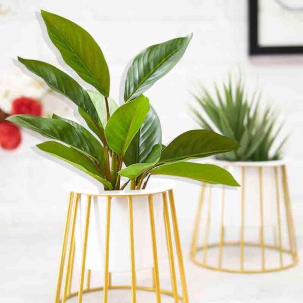 Muse Table Top Planter With Stand - Set Of Two Muse Table Top Planter With Stand - Set Of Two
