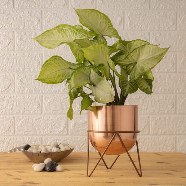Nuksa Zig Zag Planter - Rose Gold