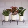 UGAOO Rectangular Flower Pot Stand (Black)- Set Of Four
