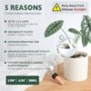 4 Pack Plant Watering Globes with Covers 17oz Self Watering Planter Insert, Plastic Water Bulbs, Indoor/Outdoor Plant Watering Devices for...