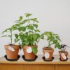 6 Pack 6 inch Plant Saucer Tray, 4 6 8 10 12 15 17 19 inch Plant Saucers, Heavy Duty Plastic Plant Saucers for Indoors, Bird Bath Bowls, Flower... 6 Pack 6 inch Plant Saucer Tray, 4 6 8 10 12 15 17 19 inch Plant Saucers, Heavy Duty Plastic Plant Saucers for Indoors, Bird Bath Bowls, Flower...