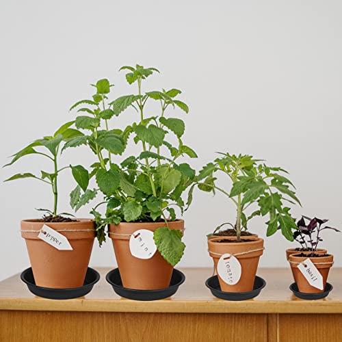 6 Pack 6 inch Plant Saucer Tray, 4 6 8 10 12 15 17 19 inch Plant Saucers, Heavy Duty Plastic Plant Saucers for Indoors, Bird Bath Bowls, Flower... 6 Pack 6 inch Plant Saucer Tray, 4 6 8 10 12 15 17 19 inch Plant Saucers, Heavy Duty Plastic Plant Saucers for Indoors, Bird Bath Bowls, Flower...