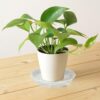 Plant Saucer 4 inch 6 Pack Drip Tray, 4 5 6 8 9 10 12 14 16 18 inch, Heavy Sturdy Plastic Planter Flower Pot Saucers for Indoor Outdoor Garden,...