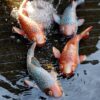 Set of 2 Antique Koi Fish Statue, Outdoor Garden Sculpture for Patio, Backyard, Pond, and Home Decor Set of 2 Antique Koi Fish Statue, Outdoor Garden Sculpture for Patio, Backyard, Pond, and Home Decor