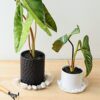 TRUEDAYS 20 Pack Plant Saucers (6 inch / 8inch / 10inch / 12inch) Clear Plant Saucers Flower Pot Tray Excellent for Indoor & Outdoor Plants TRUEDAYS 20 Pack Plant Saucers (6 inch / 8inch / 10inch / 12inch) Clear Plant Saucers Flower Pot Tray Excellent for Indoor & Outdoor Plants