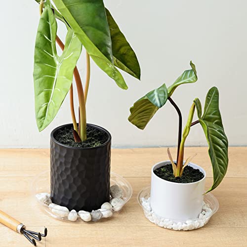 TRUEDAYS 20 Pack Plant Saucers (6 inch / 8inch / 10inch / 12inch) Clear Plant Saucers Flower Pot Tray Excellent for Indoor & Outdoor Plants TRUEDAYS 20 Pack Plant Saucers (6 inch / 8inch / 10inch / 12inch) Clear Plant Saucers Flower Pot Tray Excellent for Indoor & Outdoor Plants