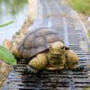 Weather-Resistant Resin Turtle Statue Decoration, Exquisite Handicraft, Artistic Simulation Animal Sculpture, Suitable for Outdoor Gardens,... Weather-Resistant Resin Turtle Statue Decoration, Exquisite Handicraft, Artistic Simulation Animal Sculpture, Suitable for Outdoor Gardens,...